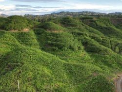 Hutan Produksi Pohuwato Capai 56.699 Hektare