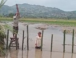 Tanggul di Boalemo Jebol, Air yang Meluap Rendam Area Persawahan Warga