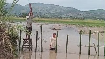 Tanggul di Boalemo Jebol, Air yang Meluap Rendam Area Persawahan Warga