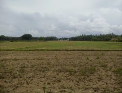 Petani di Pohuwato Gagal Panen Berulang Kali, Ini Penyababnya!